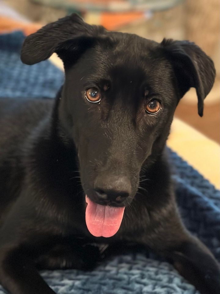 Jordan, an adoptable Labrador Retriever Mix in Charlotte, NC_image-1