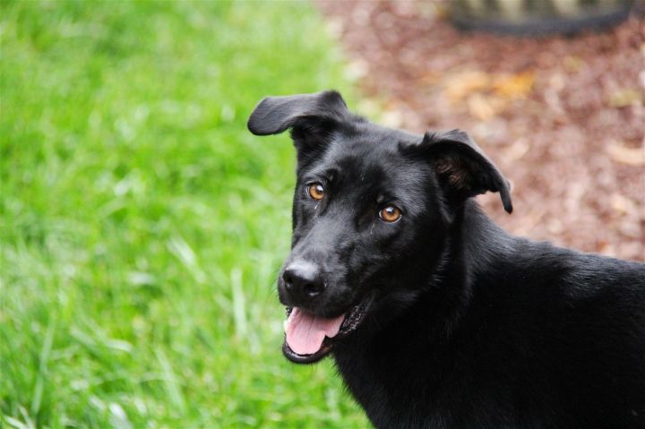 Jordan, an adoptable Labrador Retriever Mix in Charlotte, NC_image-2