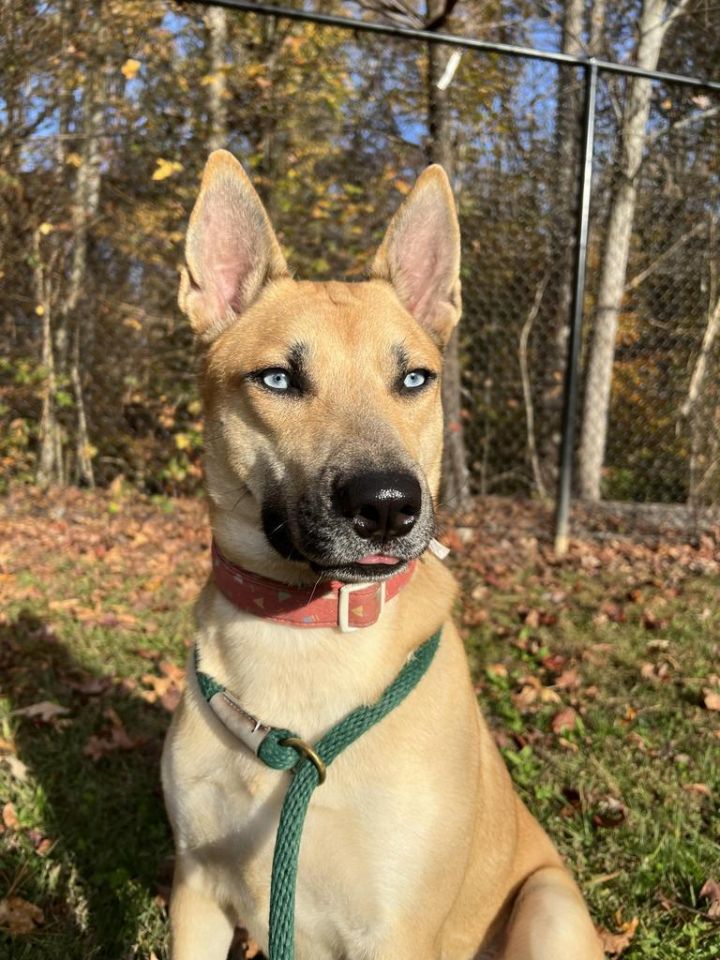 Ryder, an adoptable Husky & German Shepherd Dog Mix in Prince Frederick, MD_image-1