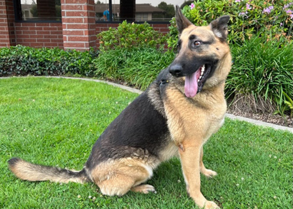 La Gertha, an adoptable German Shepherd Dog Mix in San Gabriel, CA_image-4