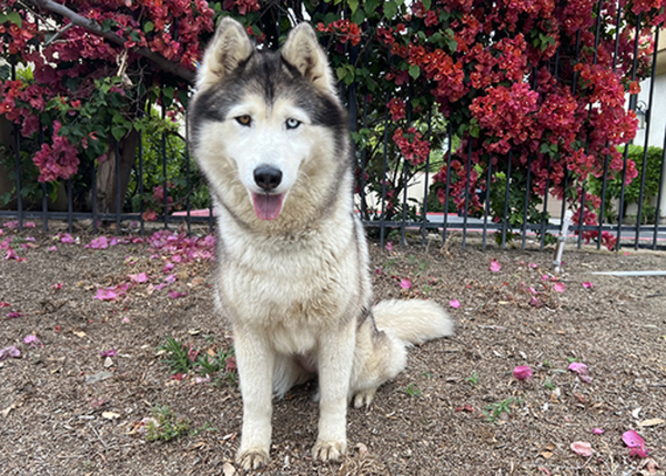 Sansa, an adoptable Siberian Husky Mix in San Gabriel, CA_image-1