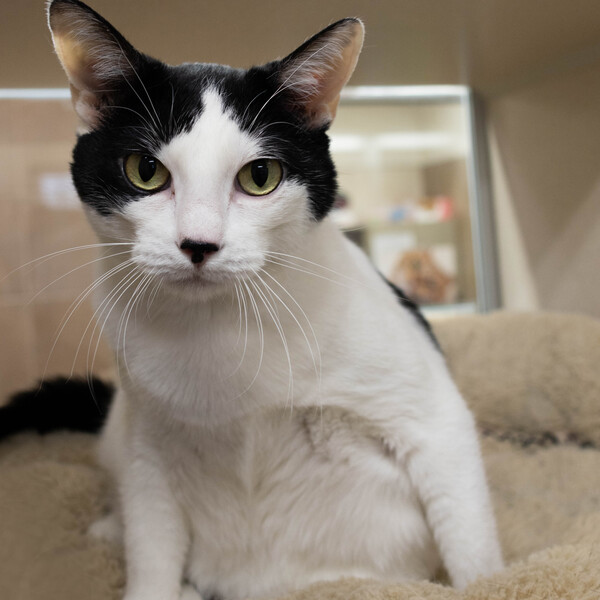Cleo, an adoptable Domestic Short Hair in Lincoln, NE_image-1