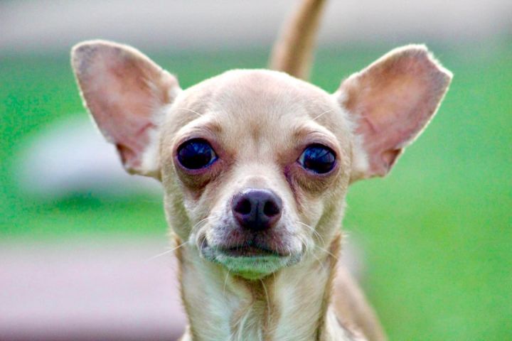 Ramona, an adoptable Chihuahua in Austin, TX_image-2