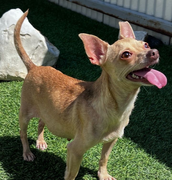 Ramona, an adoptable Chihuahua in Austin, TX_image-3