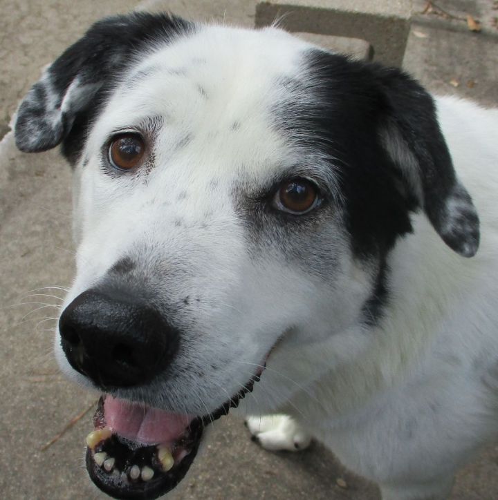 PENNY - Sweet Fur Baby 5