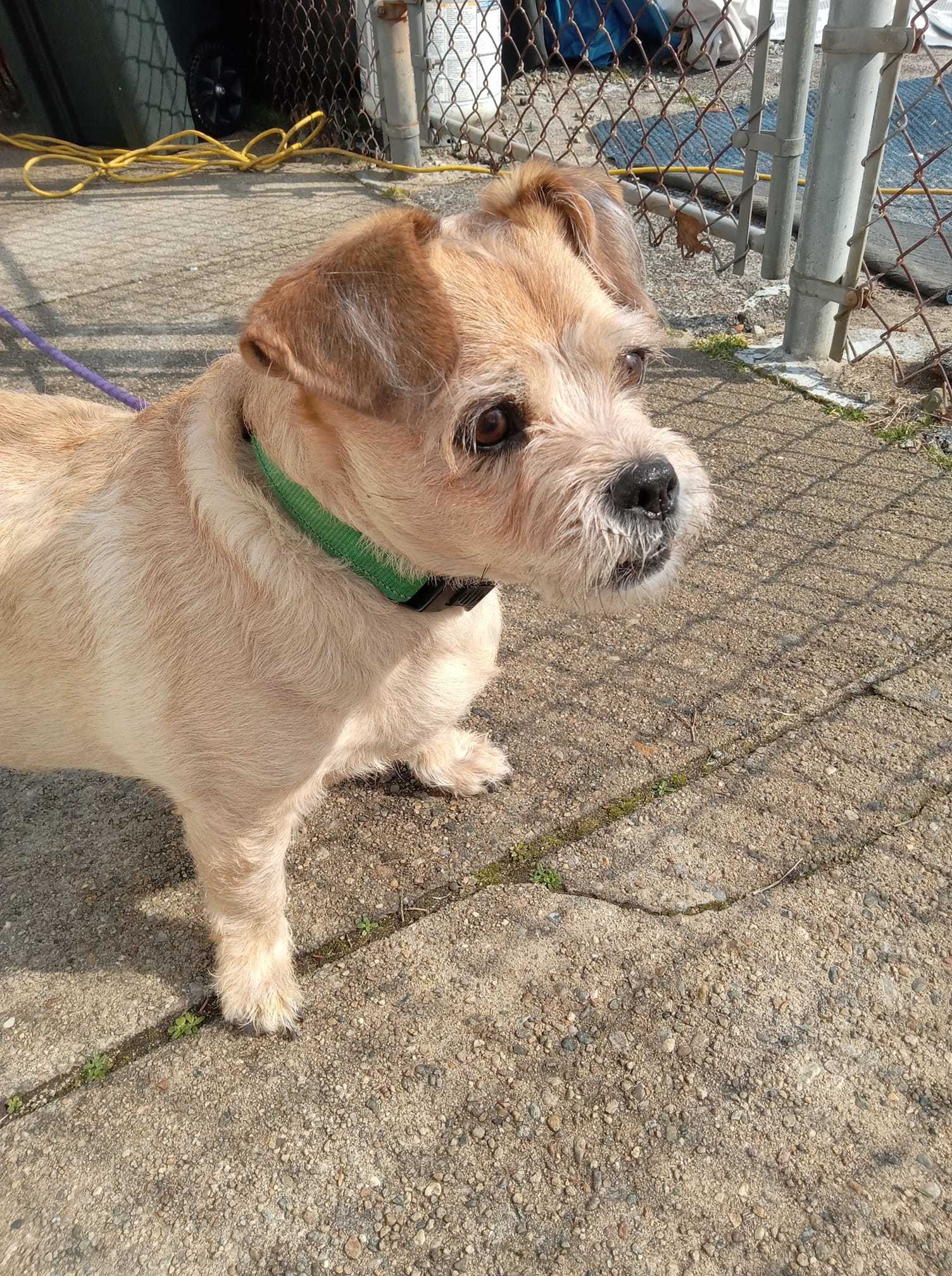 Cuddles, an adoptable Welsh Terrier, Lhasa Apso in Saunderstown, RI, 02874 | Photo Image 2