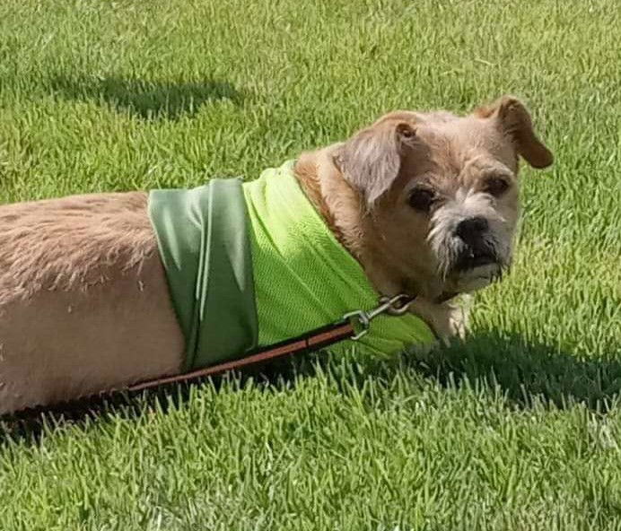 Cuddles Plunkett, an adoptable Welsh Terrier, Lhasa Apso in Saunderstown, RI, 02874 | Photo Image 3