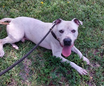 Axel, an adoptable American Staffordshire Terrier in Muskegon, MI, 49443 | Photo Image 3