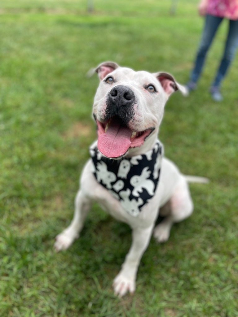 Axel, an adoptable American Staffordshire Terrier in Muskegon, MI, 49443 | Photo Image 1