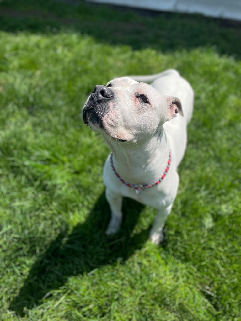 Axel, an adoptable American Staffordshire Terrier in Muskegon, MI, 49443 | Photo Image 3