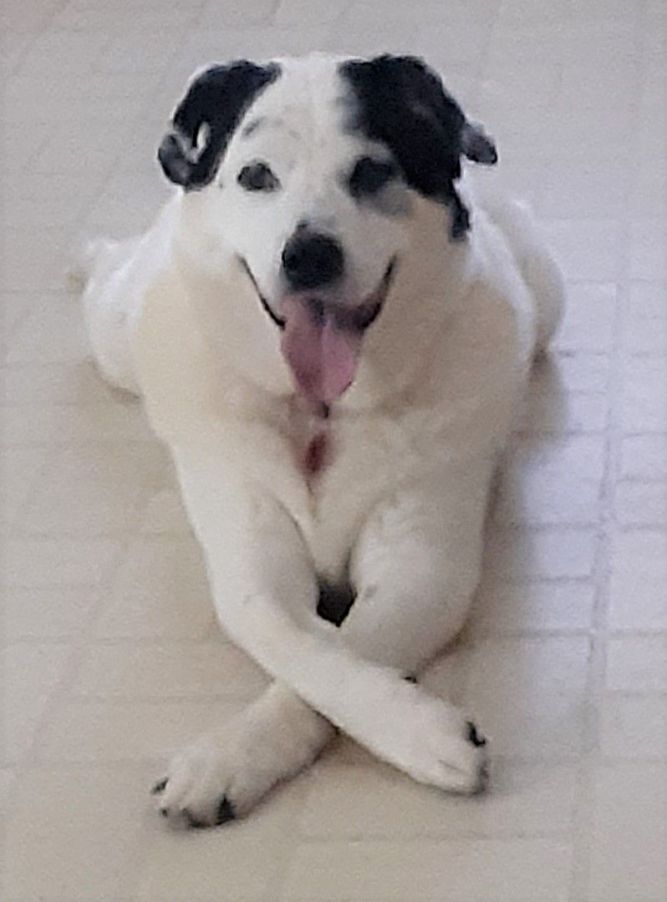 PENNY - Sweet Fur Baby