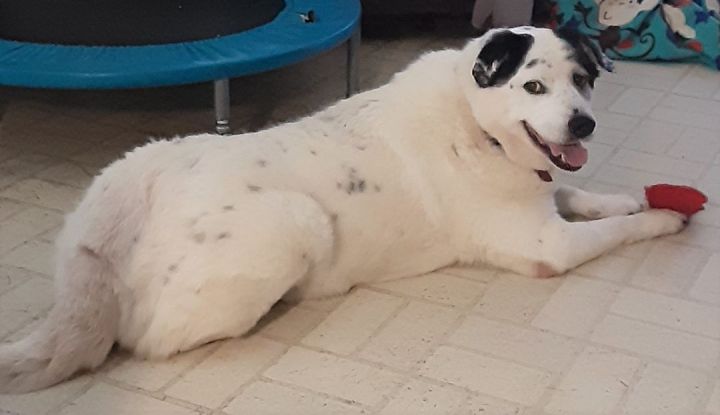PENNY - Sweet Fur Baby 3
