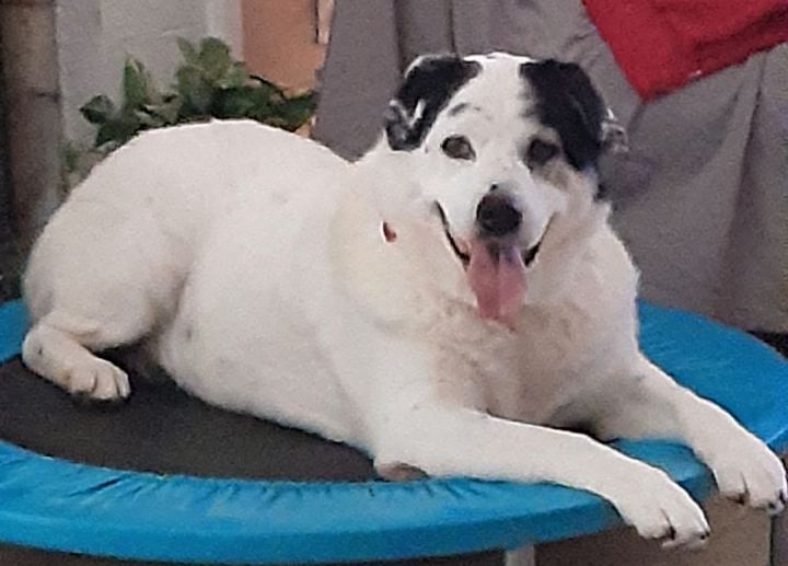 PENNY - Sweet Fur Baby 2