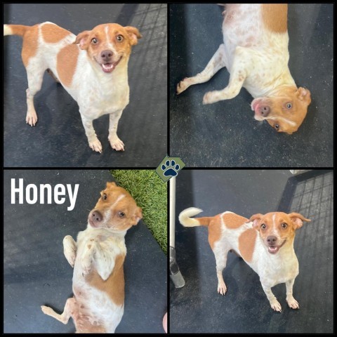 Honey, an adoptable Jack Russell Terrier in Floresville, TX_image-1