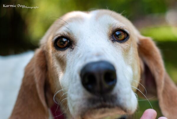 Gynger, an adoptable Hound Mix in Troy, VA_image-1