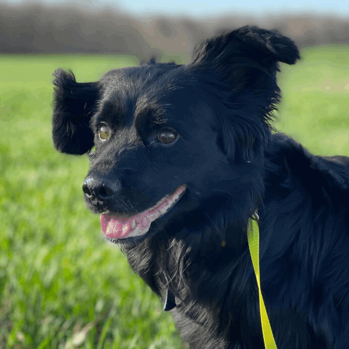 Kalu, an adoptable Black Labrador Retriever Mix in Woburn, MA_image-1