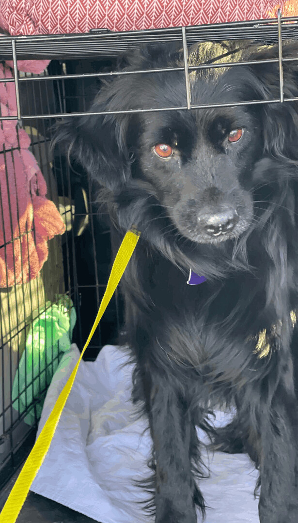 Kalu, an adoptable Black Labrador Retriever Mix in Woburn, MA_image-2
