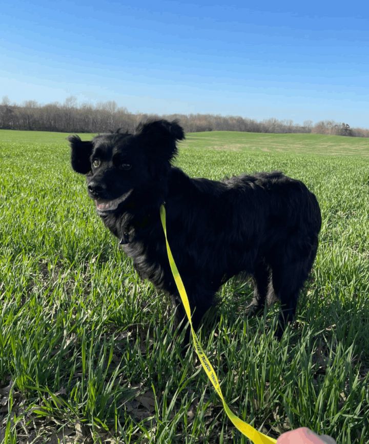 Kalu, an adoptable Black Labrador Retriever Mix in Woburn, MA_image-6