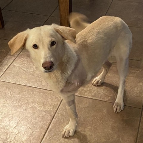 Pippa, an adoptable Labrador Retriever & Golden Retriever Mix in Wimberley, TX_image-1