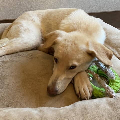 Pippa, an adoptable Labrador Retriever & Golden Retriever Mix in Wimberley, TX_image-3