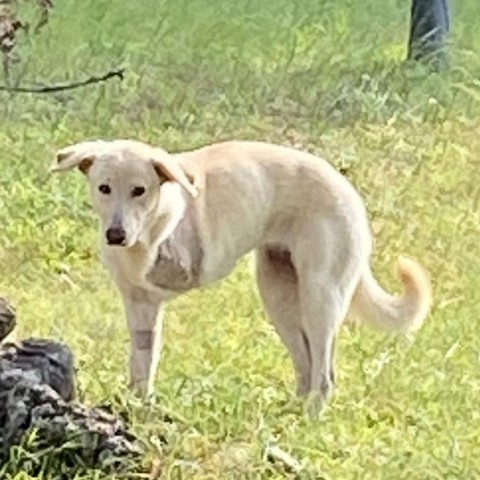 Pippa, an adoptable Labrador Retriever & Golden Retriever Mix in Wimberley, TX_image-4