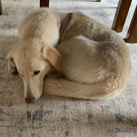 Pippa, an adoptable Labrador Retriever & Golden Retriever Mix in Wimberley, TX_image-5