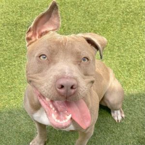 This happy girl is Hallie Shes extremely affectionate and will show you her lo