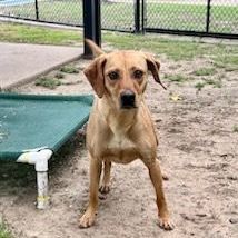 Meadow, an adoptable Labrador Retriever & Beagle Mix in Allen, TX_image-5