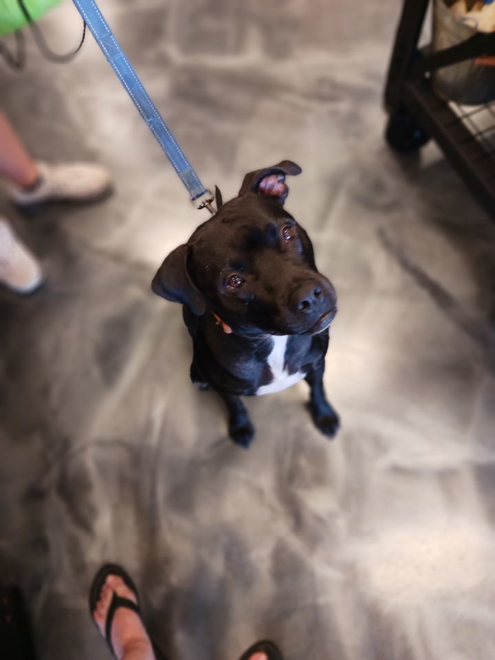 Midnight Lagoon, an adoptable American Staffordshire Terrier in Minneapolis, MN, 55412 | Photo Image 1