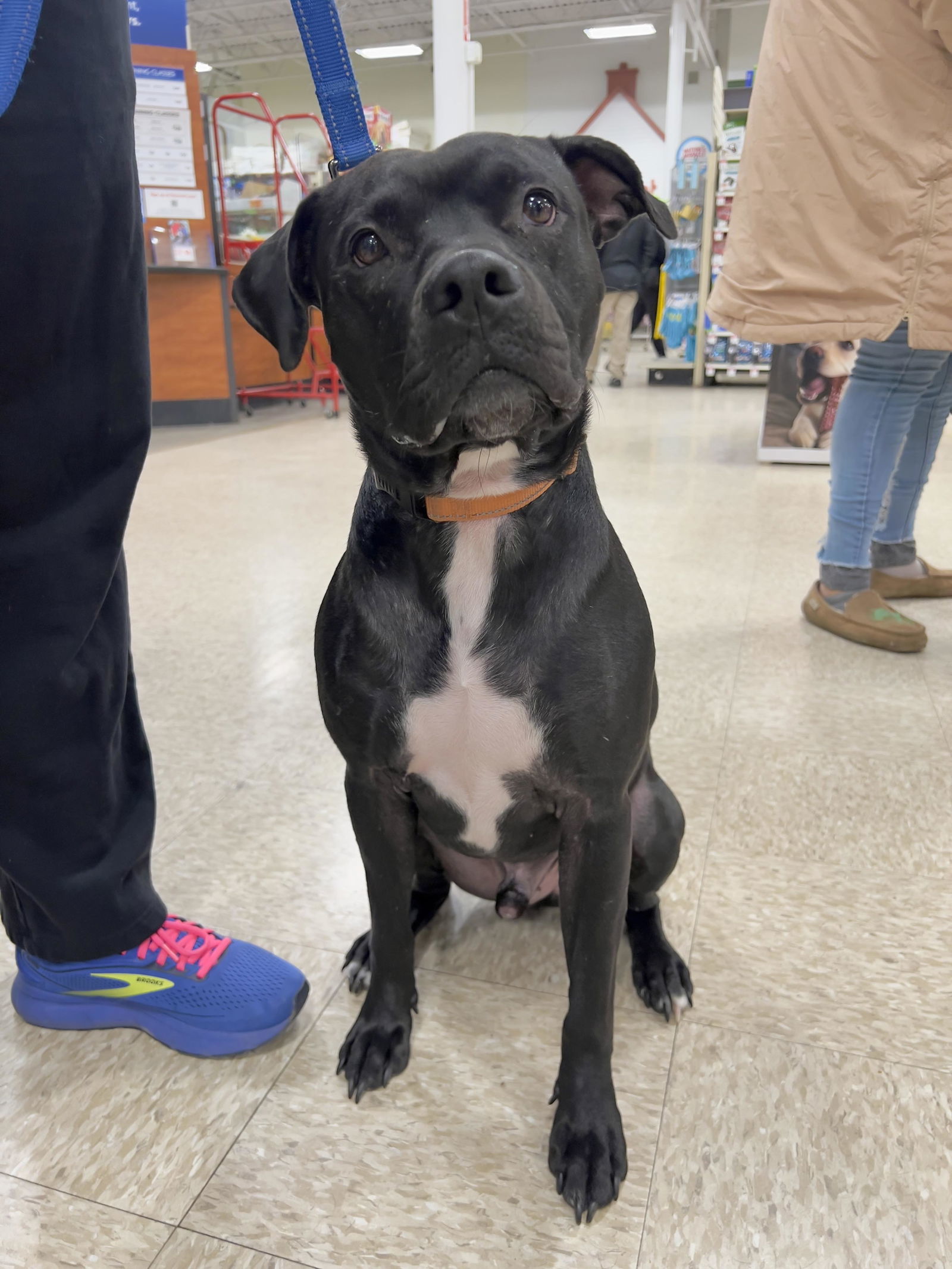 Midnight Lagoon, an adoptable American Staffordshire Terrier in Minneapolis, MN, 55412 | Photo Image 2