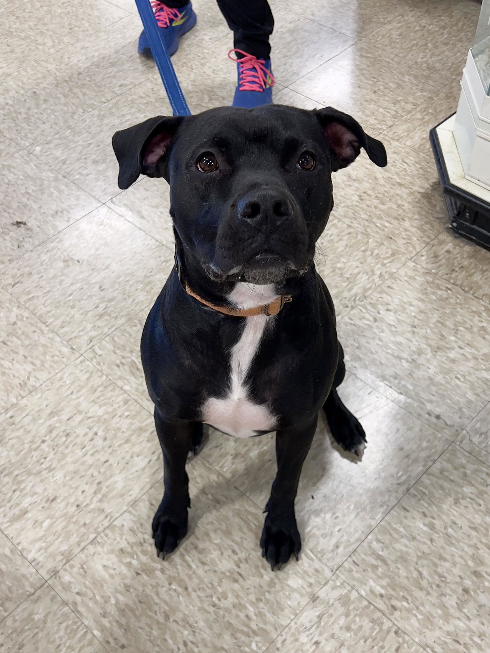 Midnight Lagoon, an adoptable American Staffordshire Terrier in Minneapolis, MN, 55412 | Photo Image 3