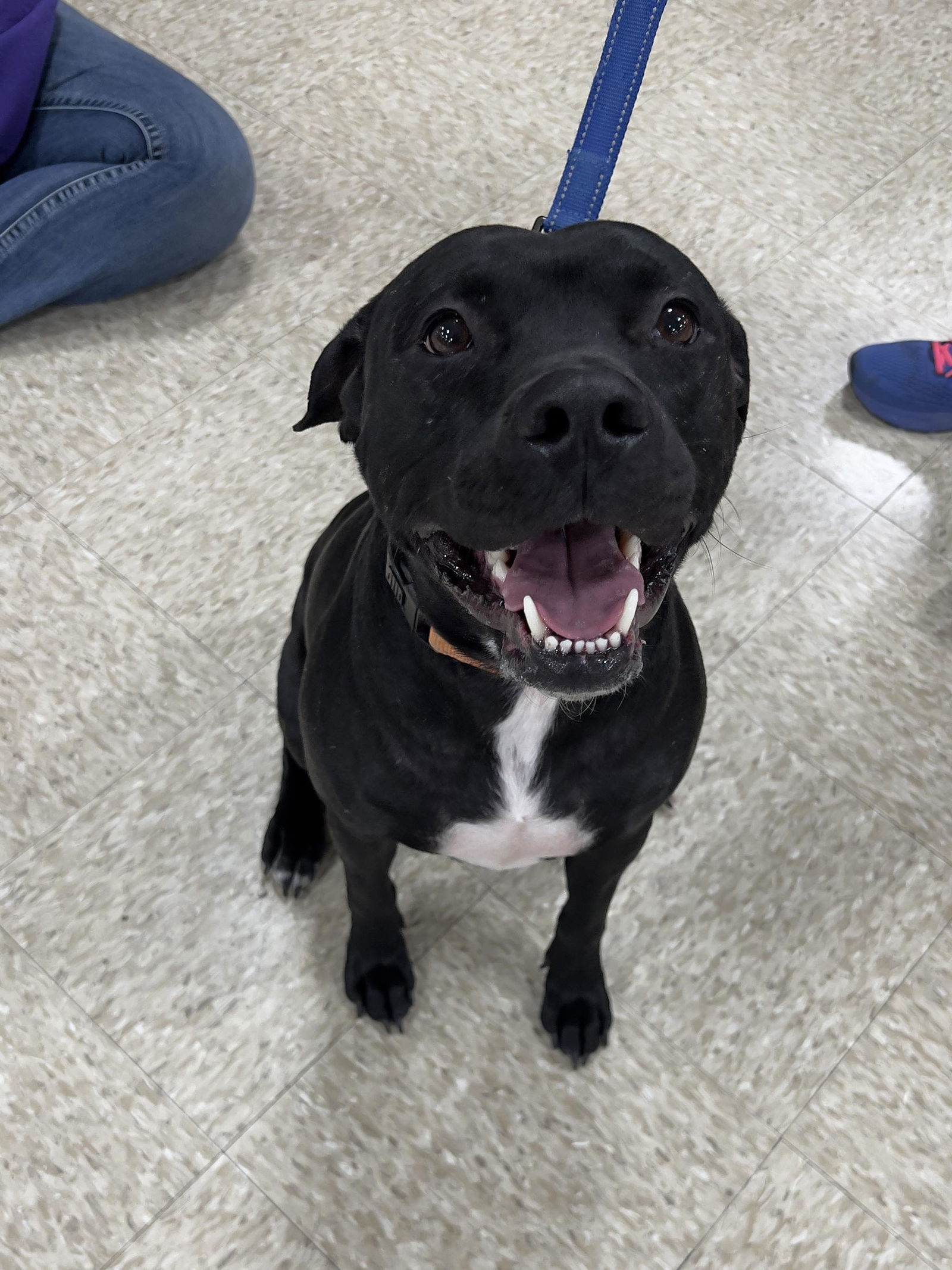 Midnight Lagoon, an adoptable American Staffordshire Terrier in Minneapolis, MN, 55412 | Photo Image 3