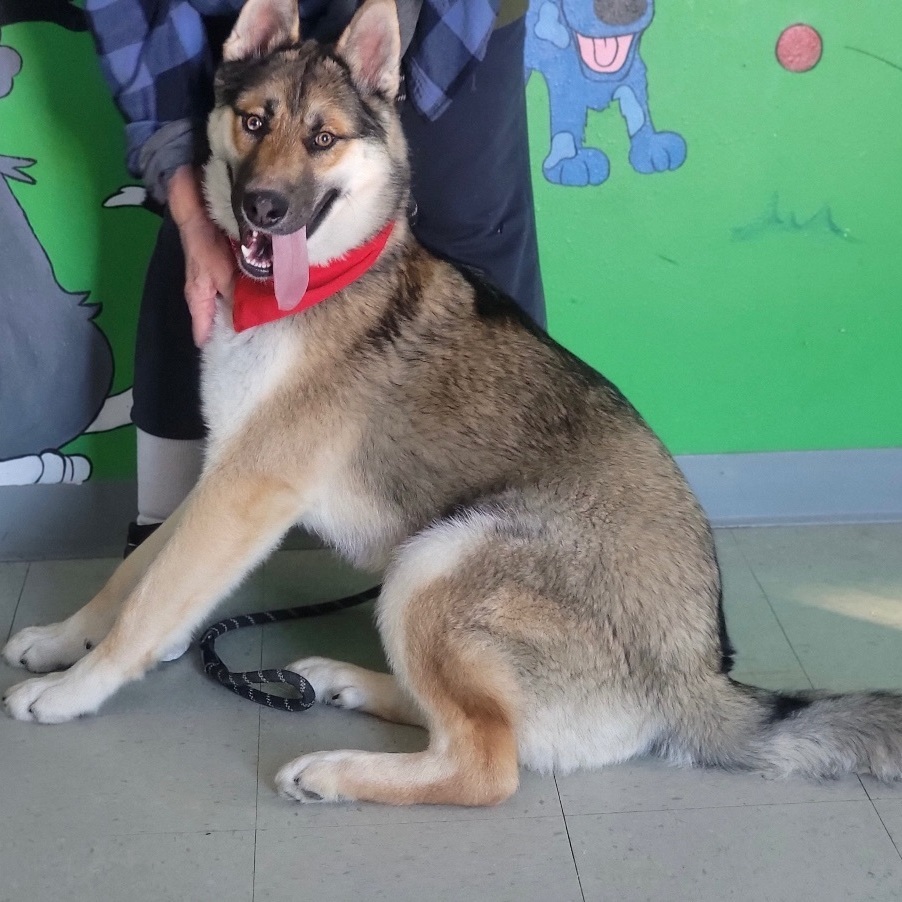 A handsome boy, an adoptable Alaskan Malamute in Carbondale, CO, 81623 | Photo Image 1