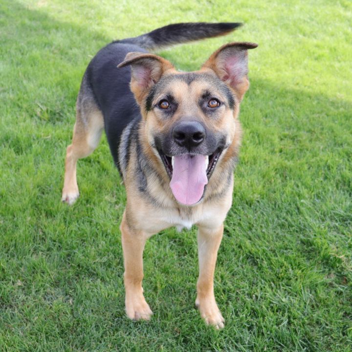 Rhett, an adoptable German Shepherd Dog Mix in Clovis, CA_image-6