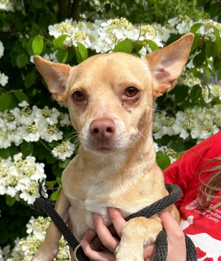 Cooper, an adoptable Chihuahua in Calverton, NY_image-1