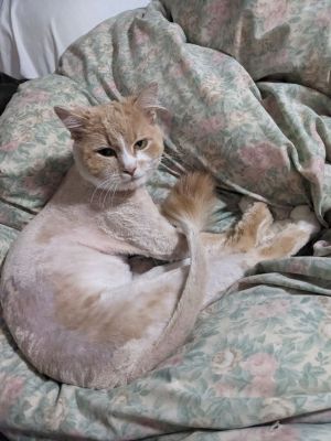 Prince