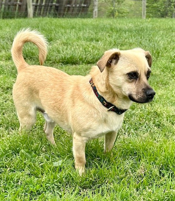 Graham, an adoptable Pug Mix in Augusta, WV_image-1