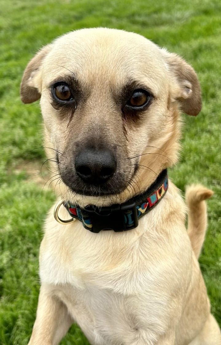 Graham, an adoptable Pug Mix in Augusta, WV_image-2