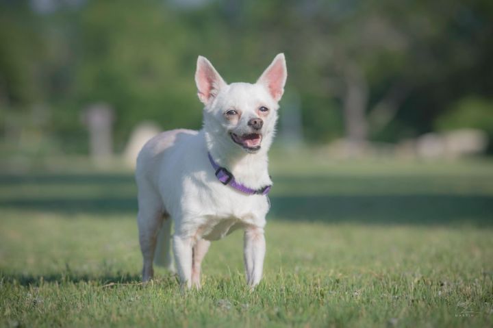 Lady, an adoptable Chihuahua in Boerne, TX_image-2