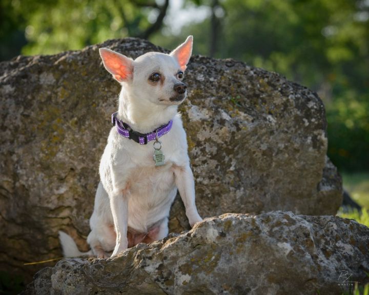Lady, an adoptable Chihuahua in Boerne, TX_image-4