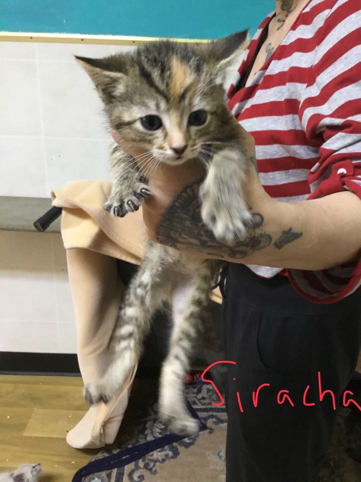 Siracha, an adoptable Domestic Short Hair Mix in Franklin, NC_image-1