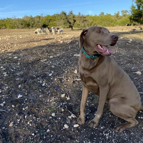 Dove, an adoptable Labrador Retriever in Fredericksburg, TX_image-4