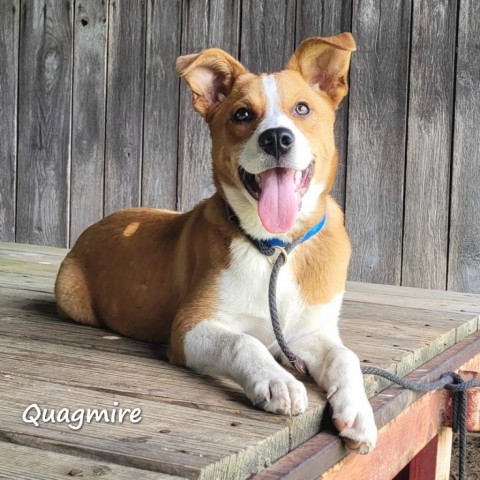 Quagmire, an adoptable Mixed Breed in Madisonville, TN_image-2