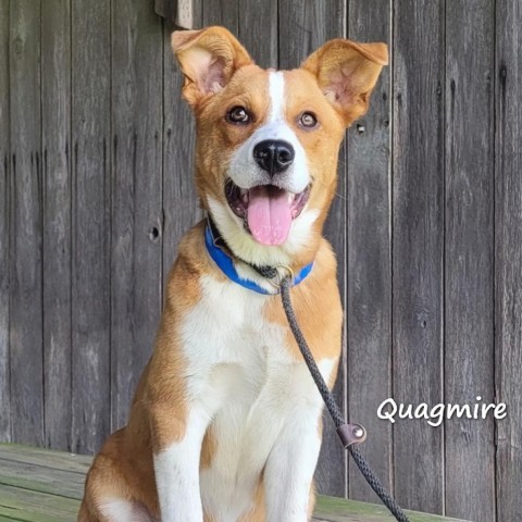 Quagmire, an adoptable Mixed Breed in Madisonville, TN_image-3