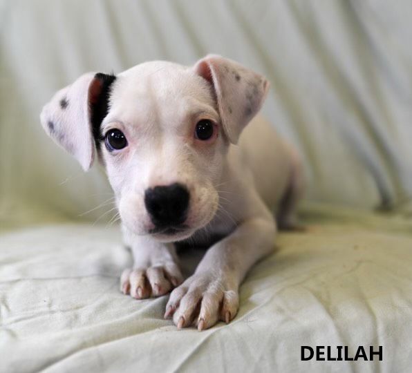 Delilah, an adoptable Terrier Mix in Washington, GA_image-2