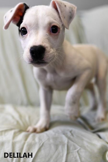 Delilah, an adoptable Terrier Mix in Washington, GA_image-4