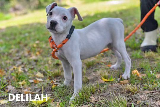 Delilah 1