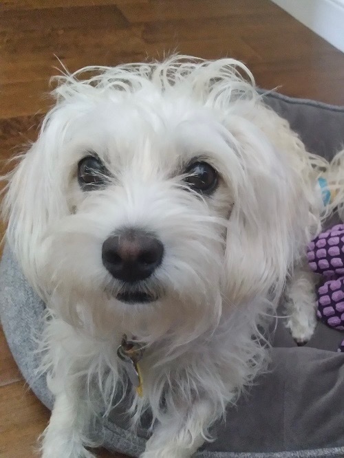 Sylvia, an adoptable West Highland White Terrier / Westie & Poodle Mix in Manhattan Beach, CA_image-1