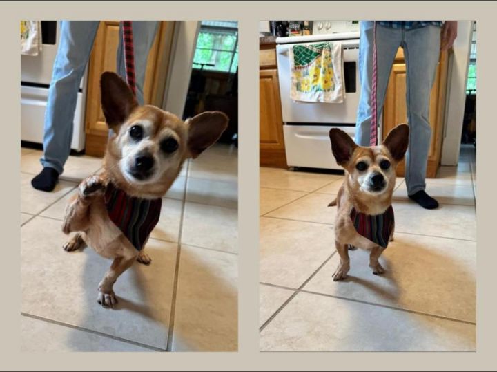 Sofia, an adoptable Corgi & Chihuahua Mix in Rockville, MD_image-2