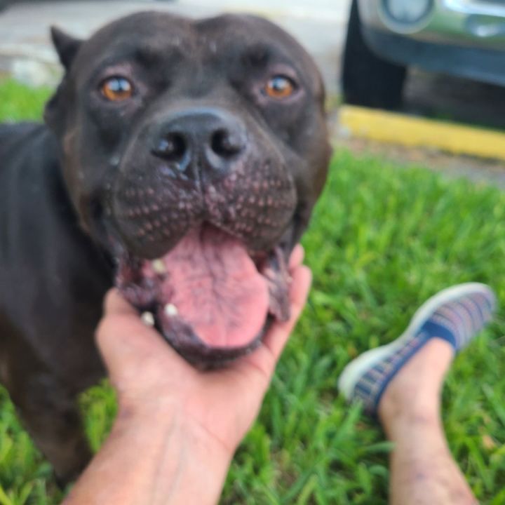 Jax, an adoptable American Bully in Miami, FL_image-1